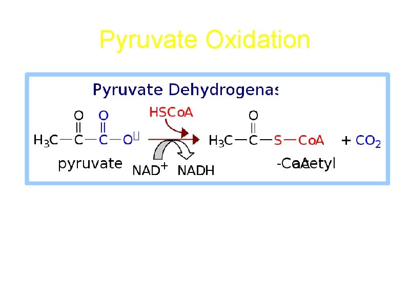 Pyruvate Oxidation Pyruvate + Co. A + NAD+ acetyl. Co. A + CO 2