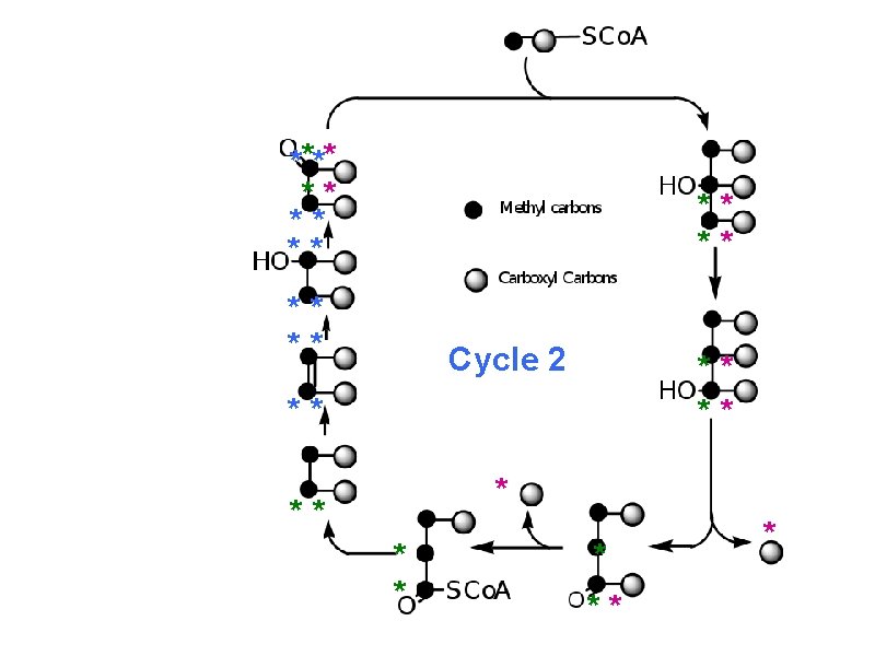 How much radioactivity has been lost after 2 turns? 50% **** ** Cycle 2