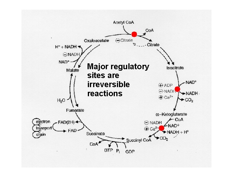 Major regulatory sites are irreversible reactions 