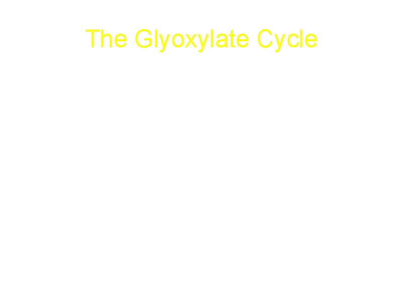 The Glyoxylate Cycle An Anabolic Variant of the Citric Acid Cycle for plants and