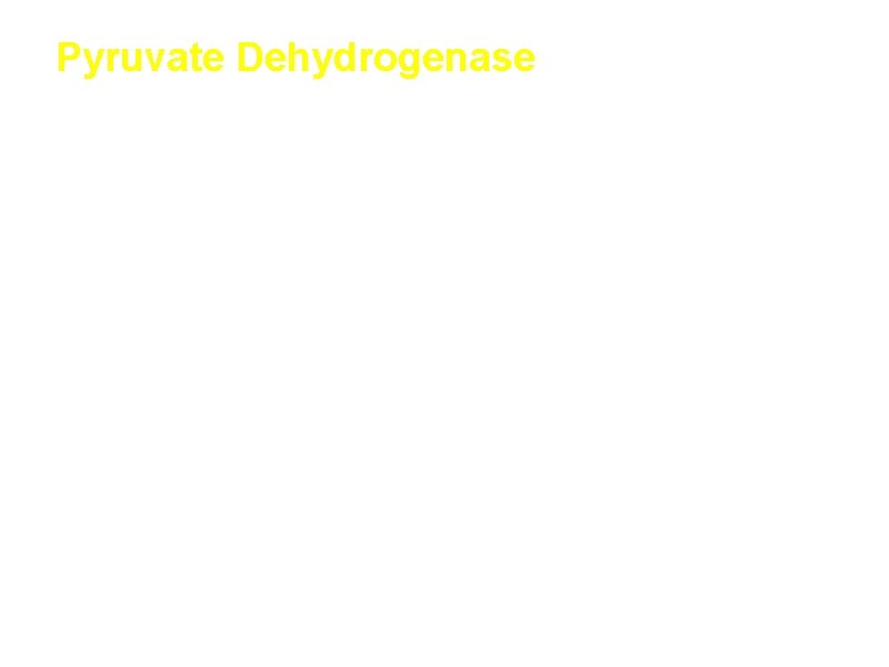 Pyruvate Dehydrogenase is a large complex: pyruvate dehydrogenase (E 1), dihydrolipoyl transacetylase (E 2),