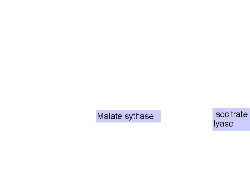 Acetyl-Co. A Citrate Oxaloacetate Isocitrate Malate sythase Acetyl-Co. A Glyoxalate Isocitrate lyase Succinate 