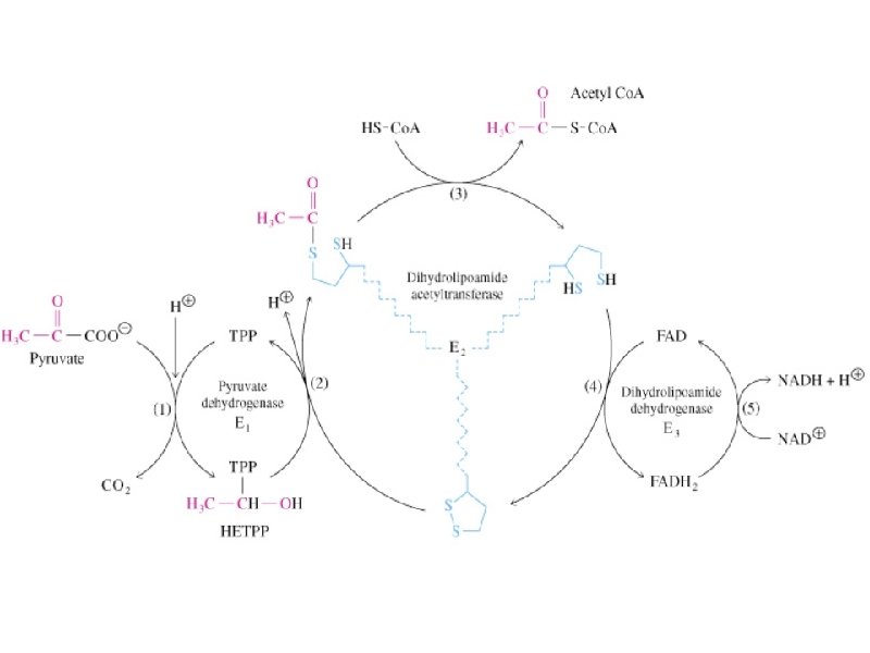 Reactions of the PDH complex 