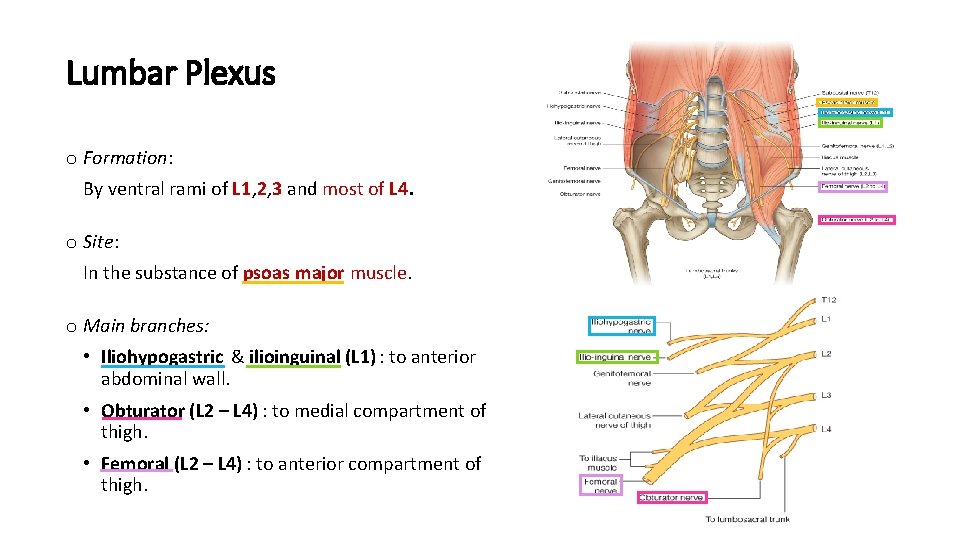 Lumbar Plexus o Formation: By ventral rami of L 1, 2, 3 and most