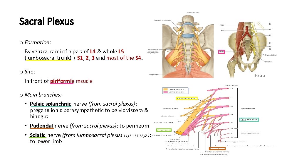 Sacral Plexus o Formation: By ventral rami of a part of L 4 &