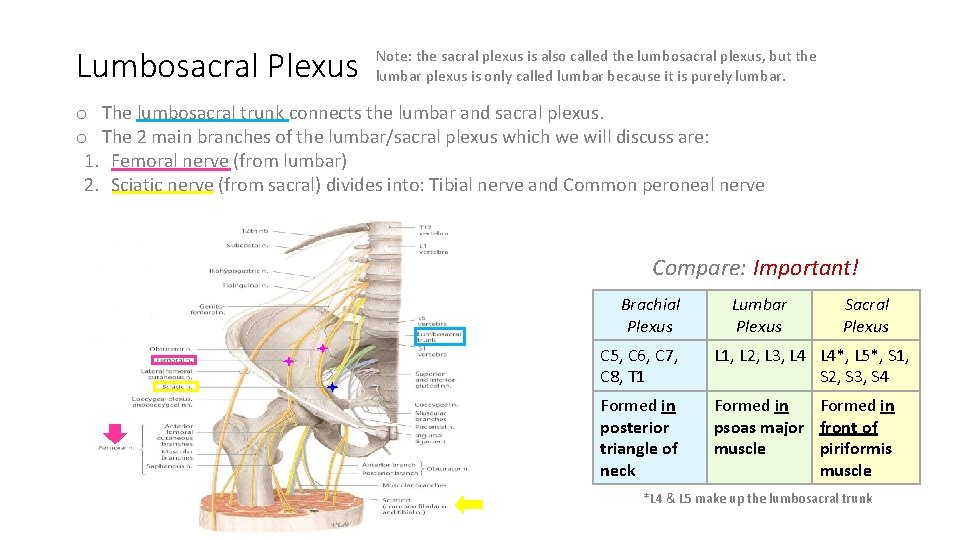 Lumbosacral Plexus Note: the sacral plexus is also called the lumbosacral plexus, but the