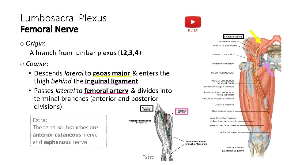 Lumbosacral Plexus Femoral Nerve 03: 14 o Origin: A branch from lumbar plexus (L