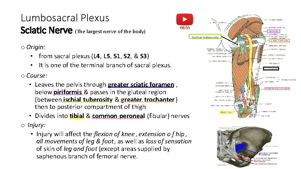 Lumbosacral Plexus Sciatic Nerve (The largest nerve of the body) 06: 55 o Origin: