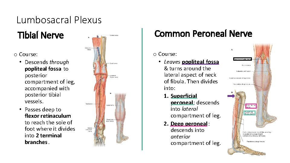 Lumbosacral Plexus Tibial Nerve o Course: • Descends through popliteal fossa to posterior compartment
