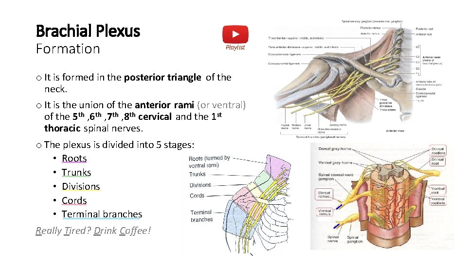 Brachial Plexus Formation Playlist o It is formed in the posterior triangle of the