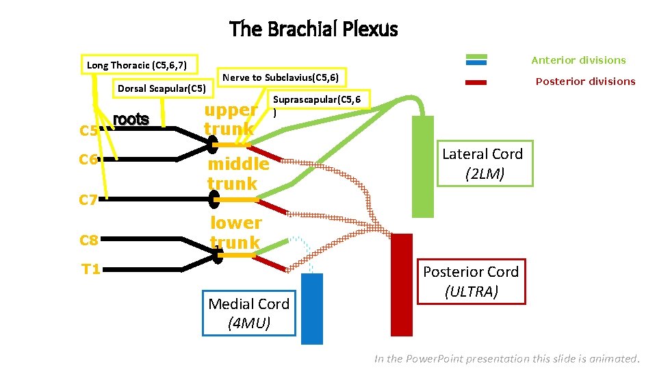 The Brachial Plexus Anterior divisions Long Thoracic (C 5, 6, 7) Dorsal Scapular(C 5)