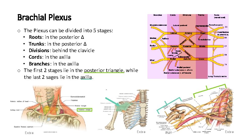 Brachial Plexus o The Plexus can be divided into 5 stages: • Roots: in