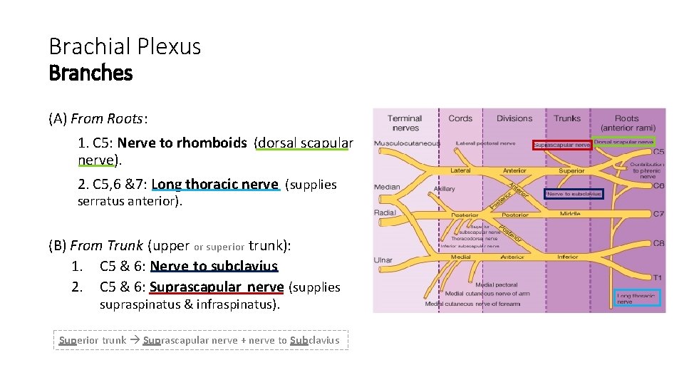 Brachial Plexus Branches (A) From Roots: 1. C 5: Nerve to rhomboids (dorsal scapular