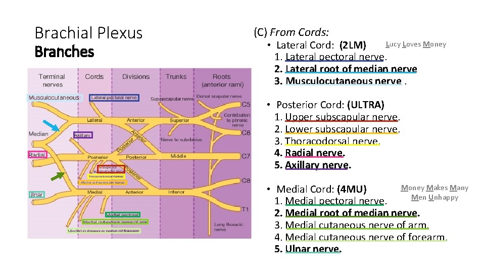 Brachial Plexus Branches (C) From Cords: Lucy Loves Money • Lateral Cord: (2 LM)