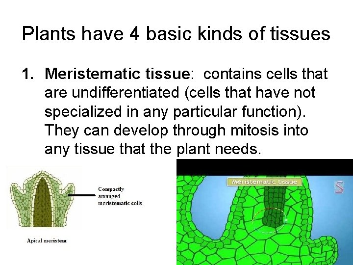Plants have 4 basic kinds of tissues 1. Meristematic tissue: contains cells that are