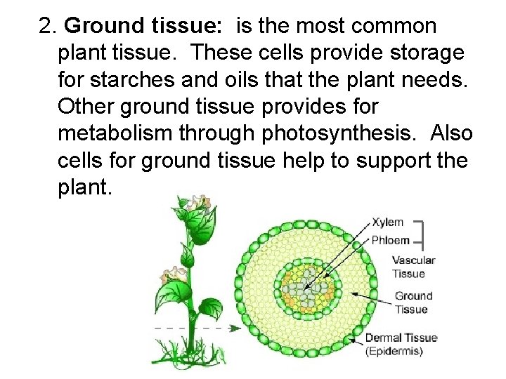 2. Ground tissue: is the most common plant tissue. These cells provide storage for