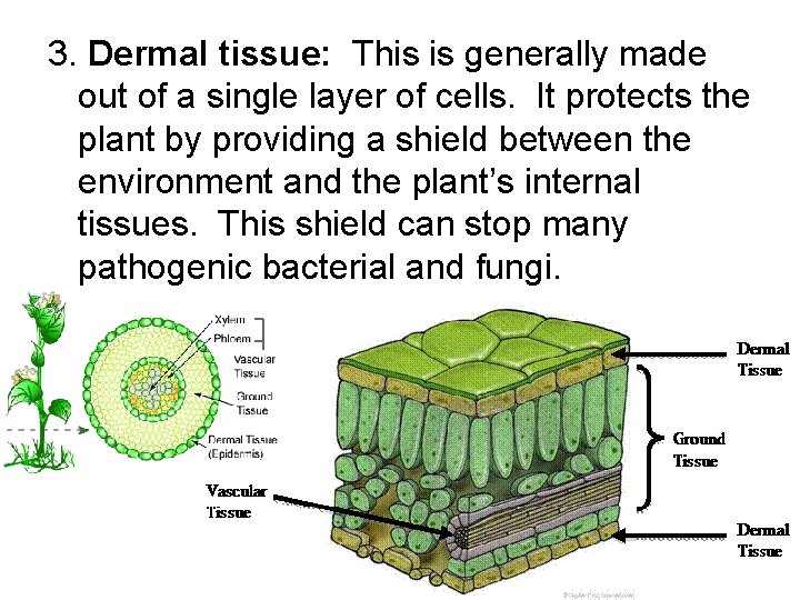 3. Dermal tissue: This is generally made out of a single layer of cells.