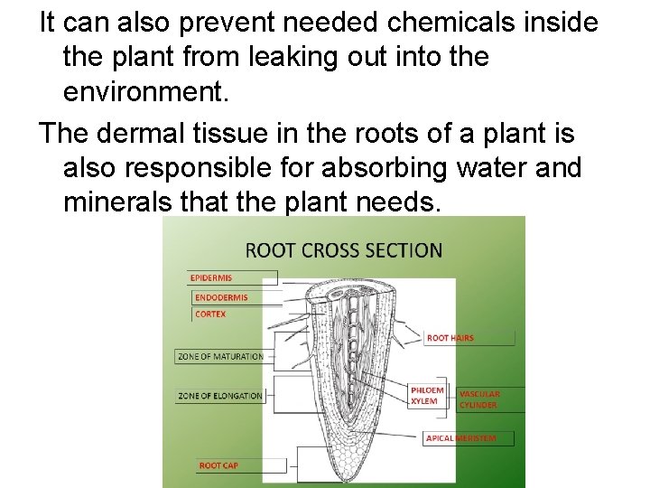 It can also prevent needed chemicals inside the plant from leaking out into the