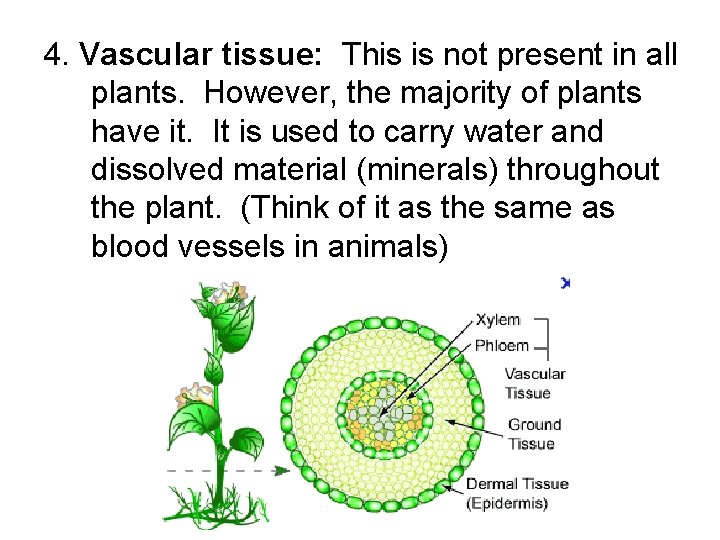 4. Vascular tissue: This is not present in all plants. However, the majority of