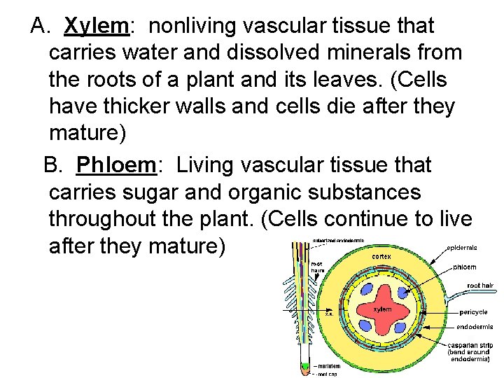 A. Xylem: nonliving vascular tissue that carries water and dissolved minerals from the roots