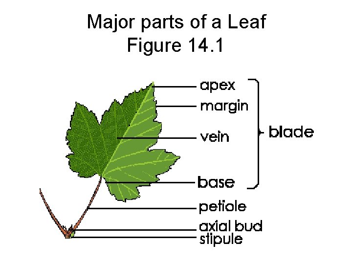 Major parts of a Leaf Figure 14. 1 