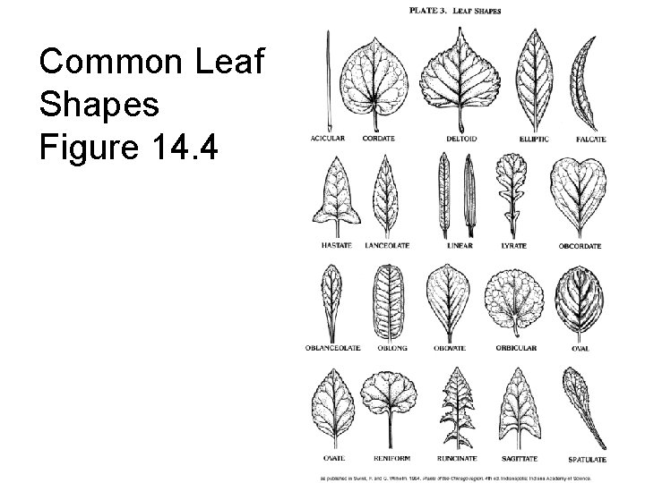 Common Leaf Shapes Figure 14. 4 