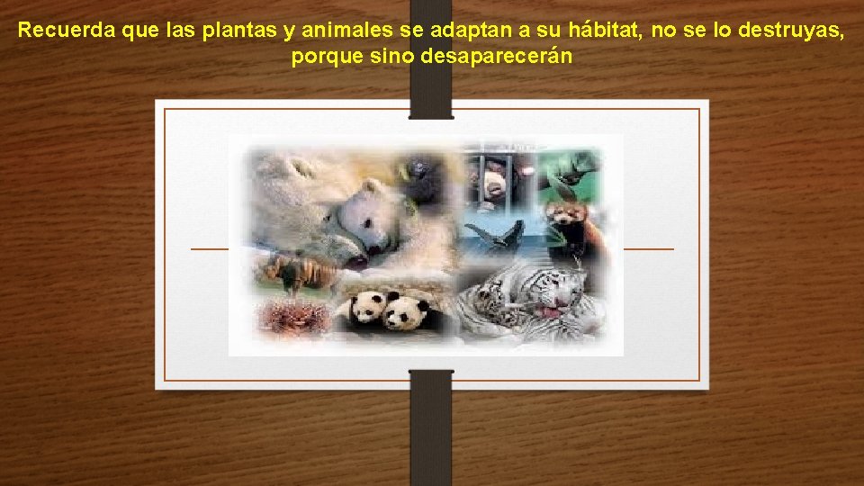 Recuerda que las plantas y animales se adaptan a su hábitat, no se lo