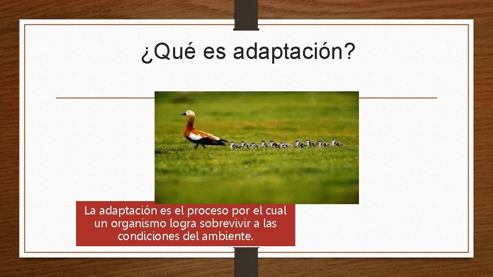 ¿Qué es adaptación? La adaptación es el proceso por el cual un organismo logra