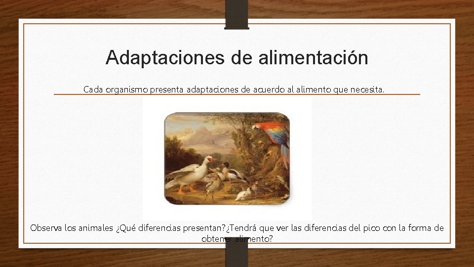 Adaptaciones de alimentación Cada organismo presenta adaptaciones de acuerdo al alimento que necesita. Observa