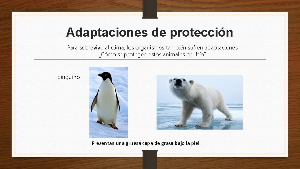 Adaptaciones de protección Para sobrevivir al clima, los organismos también sufren adaptaciones ¿Cómo se