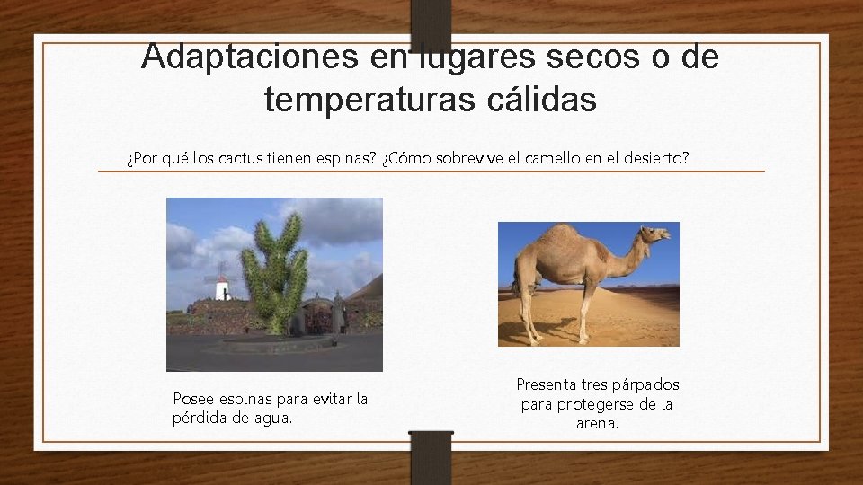 Adaptaciones en lugares secos o de temperaturas cálidas ¿Por qué los cactus tienen espinas?