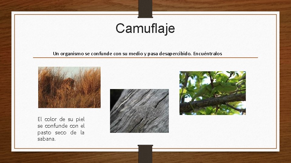 Camuflaje Un organismo se confunde con su medio y pasa desapercibido. Encuéntralos El color