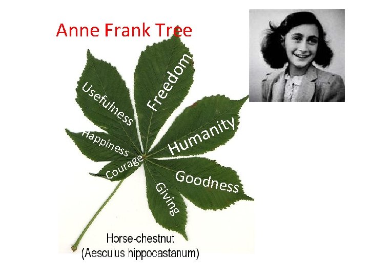ed efu lne Hap ss pin ess Co Fre Us om Anne Frank Tree