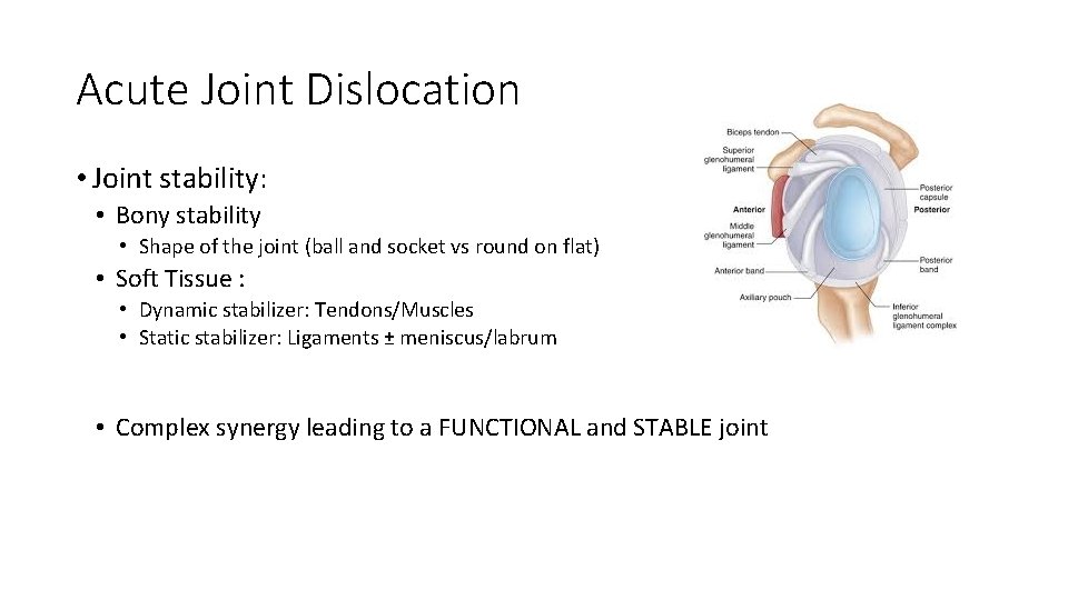 Acute Joint Dislocation • Joint stability: • Bony stability • Shape of the joint