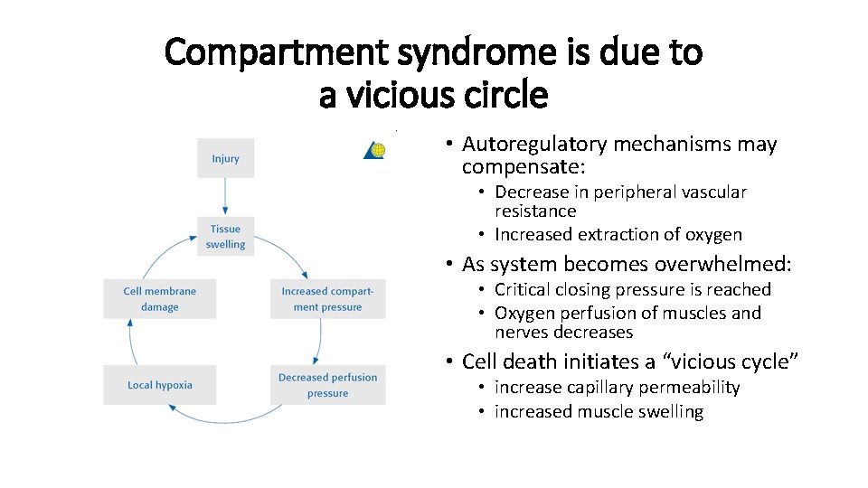 Compartment syndrome is due to a vicious circle • Autoregulatory mechanisms may compensate: •