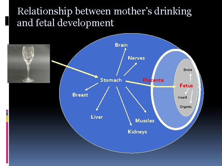 Relationship between mother’s drinking and fetal development Brain Nerves Brain Stomach Placenta Breast Fetus