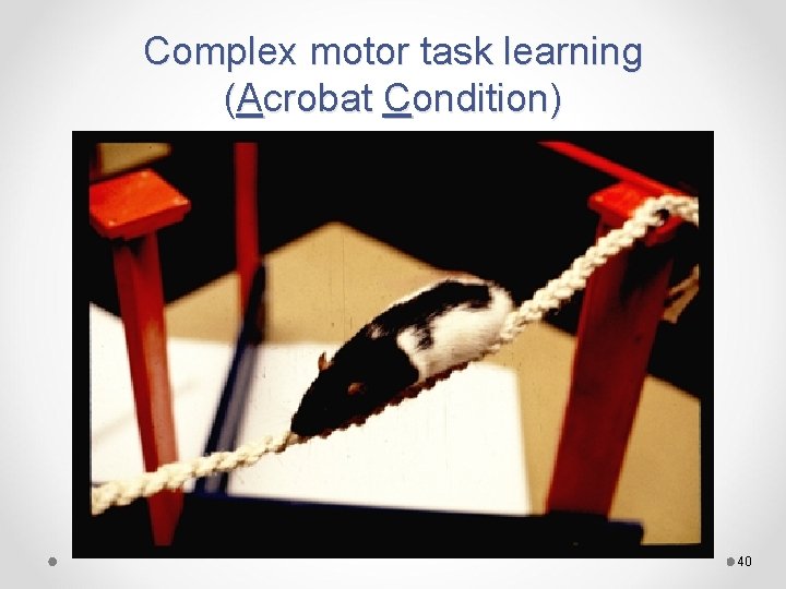 Complex motor task learning (Acrobat Condition) 40 