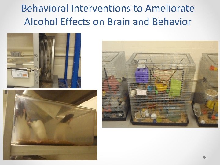 Behavioral Interventions to Ameliorate Alcohol Effects on Brain and Behavior 