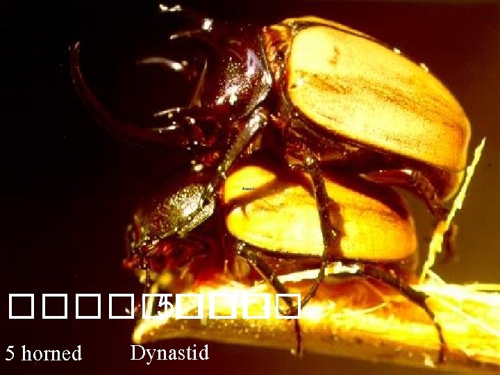 ����� 5��� 5 horned Dynastid 