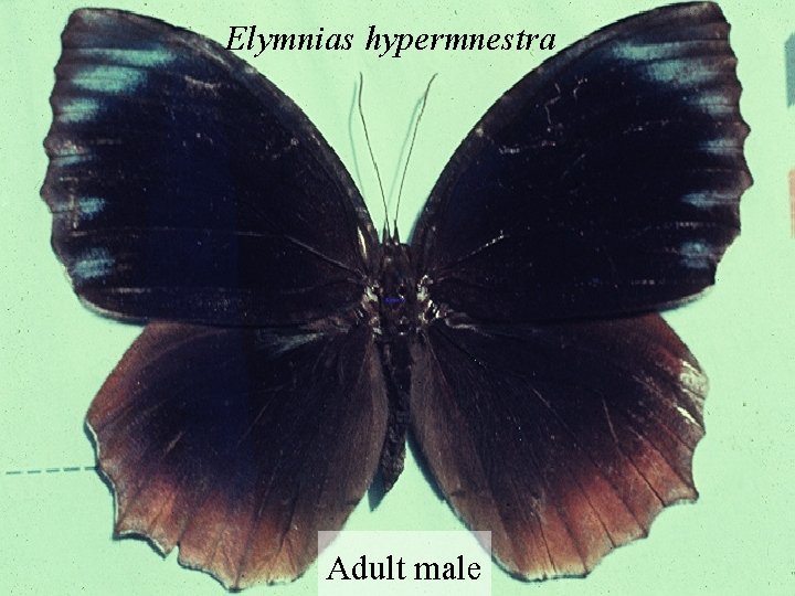 Elymnias hypermnestra Adult male 