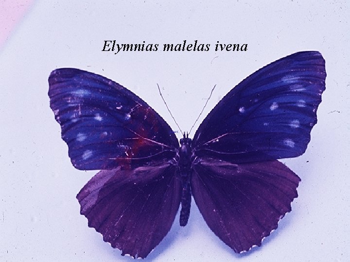 Elymnias malelas ivena 