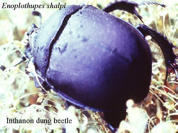 Enoplothupes shalpi Inthanon dung beetle 