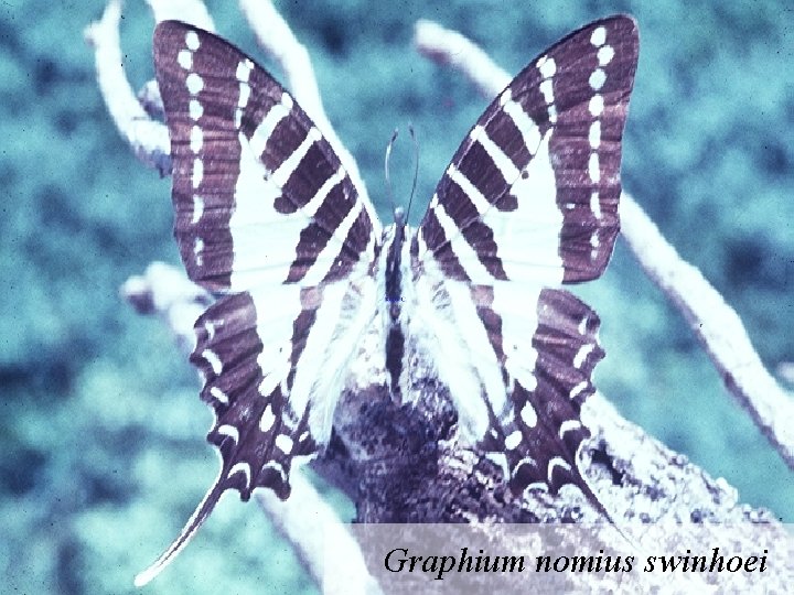 Graphium nomius swinhoei 