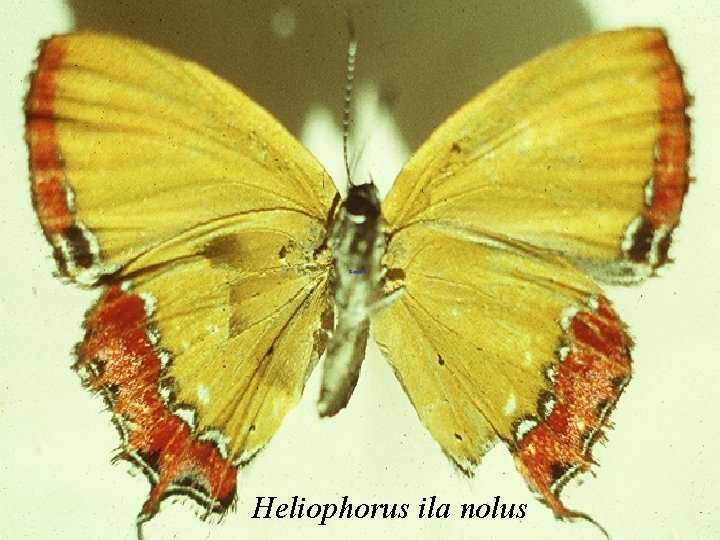 Heliophorus ila nolus 