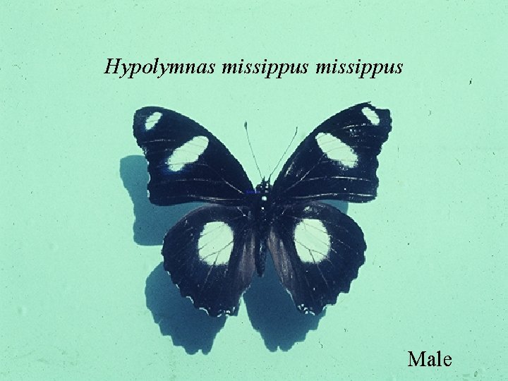 Hypolymnas missippus Male 
