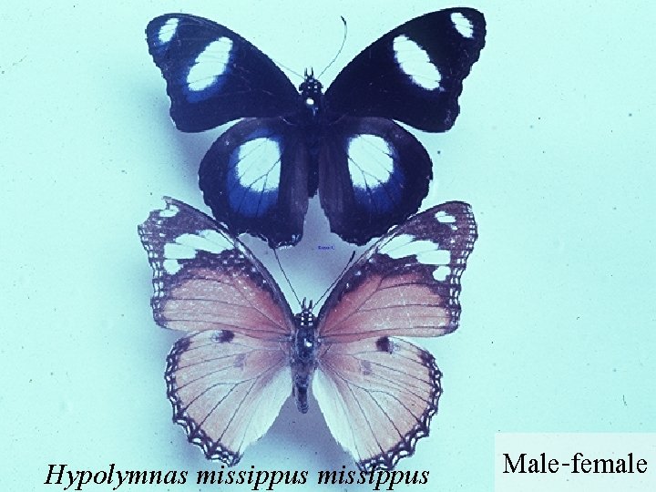 Hypolymnas missippus Male-female 