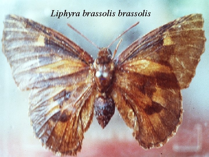 Liphyra brassolis 