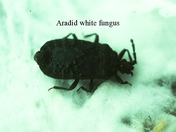 Aradid white fungus 