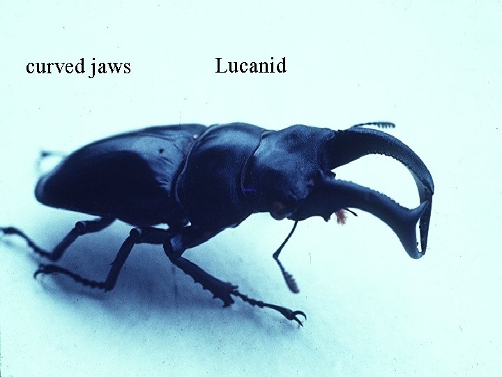 curved jaws Lucanid 