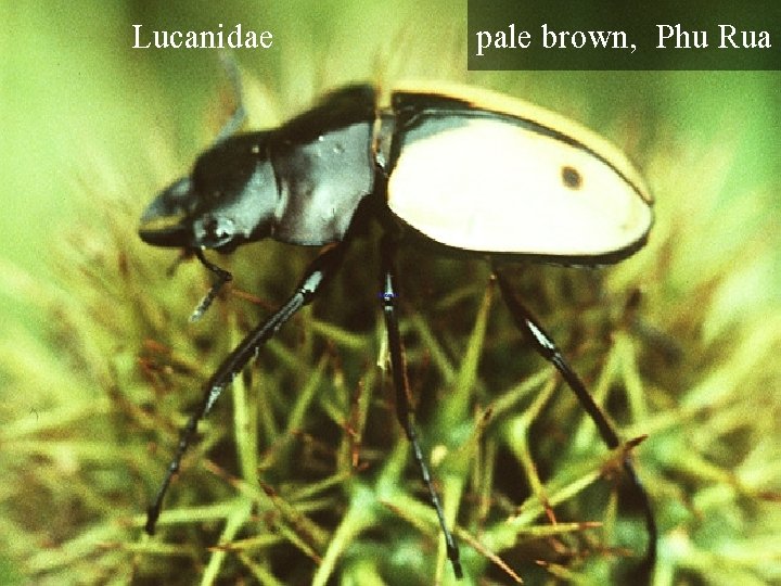 Lucanidae pale brown, Phu Rua 